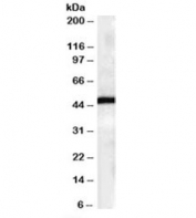 Western blot testing of human brain lysates with FBXL2 antibody at 0.3ug/ml. Predicted molecular weight: ~47kDa.