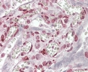 IHC staining of FFPE human placenta with MAML1 antibody at 4ug/ml. HIER: steamed with pH6 citrate buffer, AP-staining.