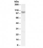 Western blot testing of human skeletal muscle lysate with MAML1 antibody at 0.1ug/ml. Predicted molecular weight: ~108kDa.