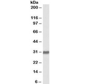 Western blot testing of human placenta lysate with OCT4 antibody at 2ug/ml. Predicted molecular weight ~38/30kDa (isoform A/B).~