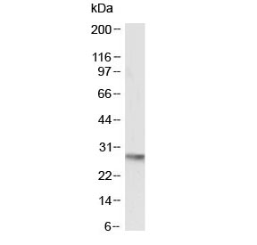 Western blot testing of mouse heart lysate with OCT4 antibody at 0.5ug/ml. Predicted molecular weight ~38/