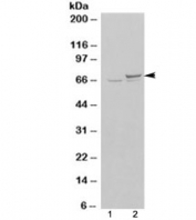 Western blot of HEK293 lysate overexpressing Ku70 probed with KU70 antibody (mock transfection in lane 1). Predicted molecular weight ~70kDa.
