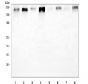 Western blot testing of 1) human A549, 2) human 293T, 3) human A431, 4) human HeLa, 5) rat brain, 6) rat PC-3, 7) mouse brain and 8) mouse HEPA1-6 cell lysate with PER1 antibody at 0.5ug/ml. Predicted molecular weight ~136 kDa, may be observed at ~200 kDa due to ubiquitination.