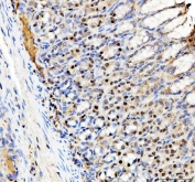 IHC staining of FFPE rat stomach tissue with SP6 antibody. HIER: boil tissue sections in pH8 EDTA for 20 min and allow to cool before testing.