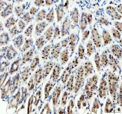 IHC staining of FFPE mouse stomach tissue with SP6 antibody. HIER: boil tissue sections in pH8 EDTA for 20 min and allow to cool before testing.