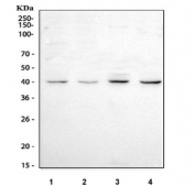 Western blot testing of human 1) Caco-2, 2) RT4, 3) A431 and 4) K562 cell lysate with SP6 antibody. Predicted molecular weight ~40 kDa.