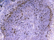 IHC testing of FFPE mouse spleen tissue with IL1F6 antibody at 1ug/ml. Required HIER: steam section in pH6 citrate buffer for 20 min and allow to cool prior to testing.