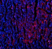 Immunofluorescent staining of FFPE mouse lymph node tissue with CD80 antibody (red) and DAPI nuclear stain (blue). HIER: steam section in pH8 EDTA buffer for 20 min.