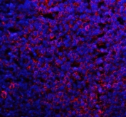 Immunofluorescent staining of FFPE rat lymph node tissue with CD80 antibody (red) and DAPI nuclear stain (blue). HIER: steam section in pH8 EDTA buffer for 20 min.