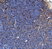 IHC testing of FFPE rat lymph node tissue with CD80 antibody. Required HIER: steam section in pH8 EDTA buffer for 20 min and allow to cool prior to staining.
