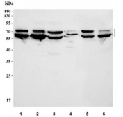 Western blot testing of 1) human Daudi, 2) human Raji, 3) human Jurkat, 4) rat spleen, 5) mouse RAW264.7 and 6) mouse ANA-1 cell lysate with CD80 antibody. Predicted molecular weight ~33 kDa but may be observed at higher molecular weights due to glycosylation. 