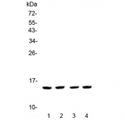 Western blot testing of 1) human HeLa, 2) human A549, 3) rat thymus and 4) mouse thymus lysate with FABP5 antibody at 0.5ug/ml. Predicted molecular weight ~15 kDa.