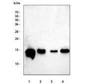 Western blot testing of 1) human RT4, 2) human PC-3, 3) rat lung and 4) mouse lung tissue lysate with FABP5 antibody at 0.5ug/ml. Predicted molecular weight ~15 kDa.