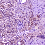 IHC testing of FFPE rat kidney with IL36A antibody at 2ug/ml. HIER: boil tissue sections in pH6, 10mM citrate buffer, for 10-20 min followed by cooling at RT for 20 min.