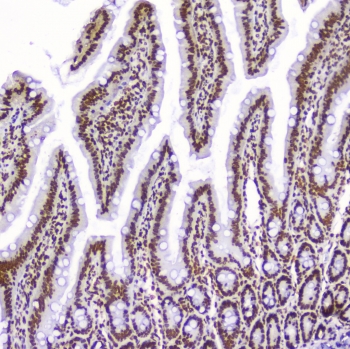 IHC staining of FFPE rat small intestine with AHR antibody at 1ug/ml. HIER: boil tissue sections in pH6, 10mM citrate buffer, for 10-20 min followed by cooling at RT for 20 min.