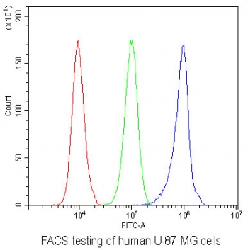 FACS testing of human U-87 MG cells with AHR antibody at 1ug/million cells (blocked with goat sera); Red=cells alone, Green=isotype control, Blue= AHR antibody.