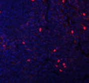 Immunofluorescent staining of FFPE mouse spleen tissue with CXCL12 antibody (red) and DAPI nuclear stain (blue). HIER: boil tissue sections in pH8 EDTA for 20 min and allow to cool before testing.