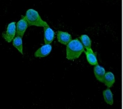 Immunofluorescent staining of FFPE human MCF7 cells with Cystatin C antibody (green) and DAPI nuclear stain (blue). HIER: steam section in pH6 citrate buffer for 20 min.