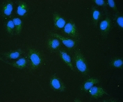 IF/ICC staining of FFPE human U-2 OS cells with RRBP1 antibody (green) at 2ug/ml and DAPI nuclear stain (blue). HIER: steam section in pH6 citrate buffer for 20 min.
