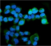 Immunofluorescent staining of FFPE human A431 cells with HERC5 antibody (green) and DAPI nuclear stain (blue). HIER: steam section in pH6 citrate buffer for 20 min.