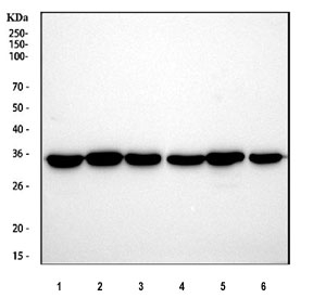 Western blot testing of 1) human HeLa, 2) bovine MDBK, 3) monkey COS-1 and 4) canine MDCK cell lysate with GAPDH antibody. Predicted molecular weight ~36 kDa.