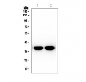 Western blot testing of 1) rat brain and 2) mouse brain lysate with SYP antibody. Predicted molecular weight: 34-38 kDa.