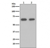 Western blot testing of human 1) K562 and 2) 293T cell lysate with HSP70 antibody. Expected molecular weight ~70 kDa.