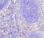 IHC staining of FFPE mouse spleen with eNOS antibody. HIER: boil tissue sections in pH6, 10mM citrate buffer, for 20 min and allow to cool before testing.