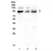 Western blot testing of 1) human A549, 2) rat brain and 3) mouse brain lysate with BHC80 antibody. Expected molecular weight 83-94 kDa.