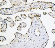 IHC staining of FFPE human placenta with BHC80 antibody. HIER: boil tissue sections in pH6, 10mM citrate buffer, for 20 min and allow to cool before testing.