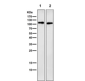 Western blot testing of 1) mouse liver and 2) rat liver tissue lysate with LAMP-2A antibody. This protein can be extensively glycosylated and has a visualized molecular weight from 45~110 kDa.