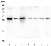 Western blot testing of human 1) A431, 2) U-87 MG, 3) HEK293, 4) K562, 5) U-2 OS, 6) rat thymus and 7) mouse SP20 lysate with SOX15 antibody. Predicted molecular weight ~25 kDa.