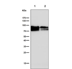 Western blot testing of human 1) Raji and 2) Daudi cell lysate with CD19 antibody. Expected molecular weight: 60-100 kDa depending on glycosylation level.