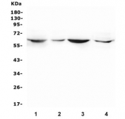Western blot testing of 1) rat brain, 2) rat heart, 3) mouse brain and 4) mouse NIH3T3 cell lysate with SMOX antibody. Predicted molecular weight ~62 kDa.