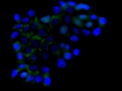 Immunofluorescent staining of FFPE human A431 cells with RICTOR antibody (green) and DAPI nuclear stain (blue). HIER: steam section in pH6 citrate buffer for 20 min.