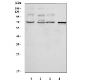 Western blot testing of 1) human HeLa, 2) human 293T, 3) human A549 and 4) rat kidney tissue lysate with Folliculin antibody. Expected molecular weight: 64-70 kDa.