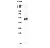Western blot testing of human Jurkat lysate with GATA3 antibody. Predicted molecular weight ~50 kDa.