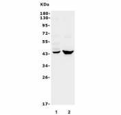 Western blot testing of human 1) U-2 OS and 2) A549 lysate with CXCR2 antibody. Predicted molecular weight ~40 kDa.