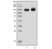 Western blot testing of 1) rat brain and 2) mouse brain lysate with KCNA1 antibody. Expected molecular weight: 56-85 kDa depending on glycosylation level.