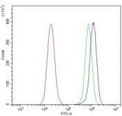Flow cytometry testing of human U-2 OS cells with KCNA1 antibody at 1ug/million cells (blocked with goat sera); Red=cells alone, Green=isotype control, Blue= KCNA1 antibody.