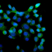 Immunofluorescent staining of FFPE human A431 cells with ETF1 antibody (green) and DAPI nuclear stain (blue). HIER: steam section in pH6 citrate buffer for 20 min.
