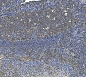 IHC staining of FFPE human tonsil with EFT1 antibody. HIER: boil tissue sections in pH8 EDTA for 20 min and allow to cool before testing.