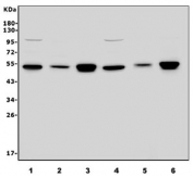 Western blot testing of human 1) HeLa, 2) Jurkat, 3) HEK293, 4) Raji, 5) MCF7 and 6) HepG2 cell lysate with GRSF1 antibody. Predicted molecular weight ~53 kDa.