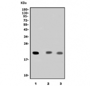 Western blot testing of 1) human SH-SY5Y, 2) rat brain and 3) mouse brain lysate with Stathmin 2 antibody. Predicted molecular weight ~21 kDa.