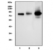 Western blot testing of 1) human HeLa, 2) human A549 and 3) rat C6 cell lysate with HCAM antibody. Predicted molecular weight ~81 kDa.