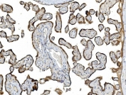 IHC staining of FFPE human placental tissue with PDIR antibody. HIER: boil tissue sections in pH8 EDTA for 20 min and allow to cool before testing.