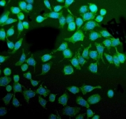 Immunofluorescent staining of FFPE human Caco-2 cells with PDIR antibody (green) and DAPI nuclear stain (blue). HIER: steam section in pH6 citrate buffer for 20 min.