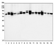 Western blot testing of human 1) HeLa, 2) HepG2, 3) Caco-2, 4) ThP-1, 5) MCF7, 6) HL60, 7) A431, 8) T-47D, 9) rat liver, 10) rat lung 11) rat stomach, 12) rat pancreas, 13) mouse liver, 14) mouse lung, 15) mouse stomach and 16) mouse pancreas tissue lysate with PDIR antibody. Predicted molecular weight ~60 kDa.