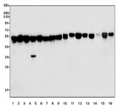 Western blot testing of human 1) K562, 2) HepG2, 3) HT1080, 4) Raji, 5) HeLa, 6) HEK293, 7) ThP-1, 8) SH-SY5Y, 9) rat kidney, 10) rat heart, 11) rat liver, 12) rat lung, 13) mouse kidney, 14) mouse heart, 15) mouse liver and 16) mouse lung tissue lysate with ERp5 antibody. Predicted molecular weight ~48 kDa.