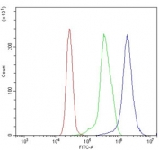 Flow cytometry testing of human K562 cells with ERp5 antibody at 1ug/million cells (blocked with goat sera); Red=cells alone, Green=isotype control, Blue= ERp5 antibody.